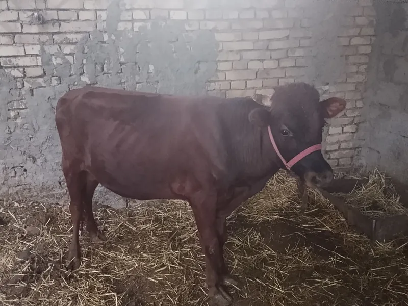 arzon Buqa Buxoro