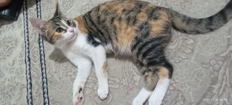 Mushukcha 1