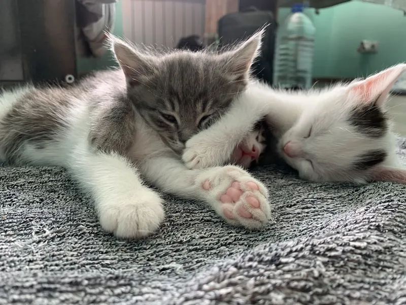 Котята в добрые руки — фото 2
