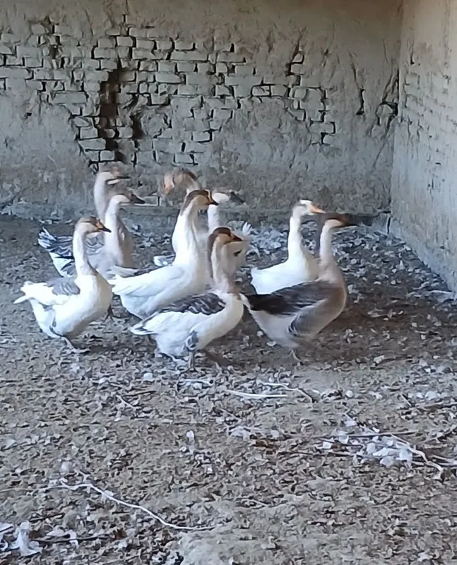 Продаются гуси 3
