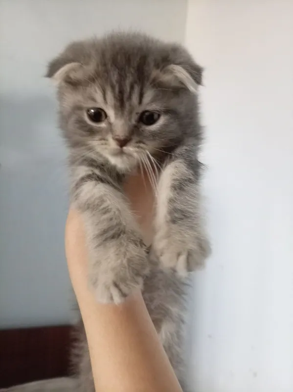 Продаются котята