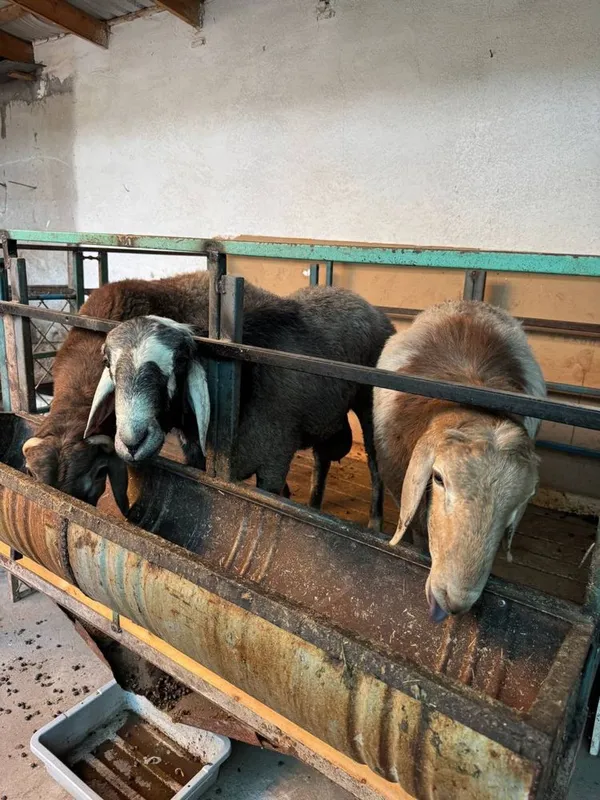 Arashan qoylari sotiladi 2 Arashan qoylari sotiladi 2