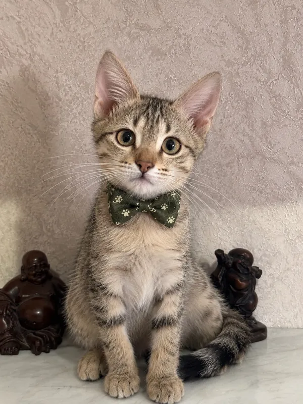 пристраивается котенок мальчик 3 пристраивается котенок мальчик 3