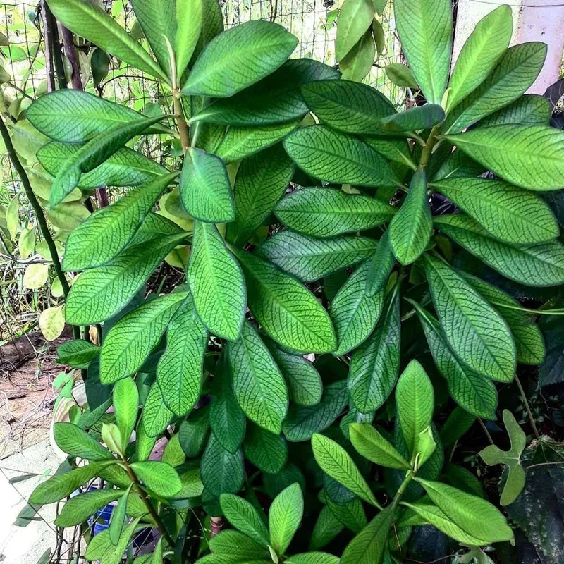 Молочай Гранта (Euphorbia grantii) — 15–20 см 1
