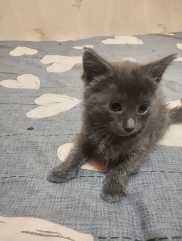 Отдам котят в хорошие руки 2 Отдам котят в хорошие руки 2