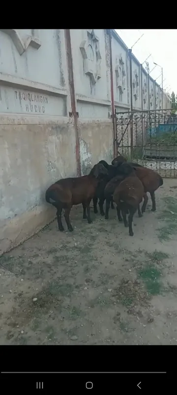 Кучкар 6та соглом — фото 1