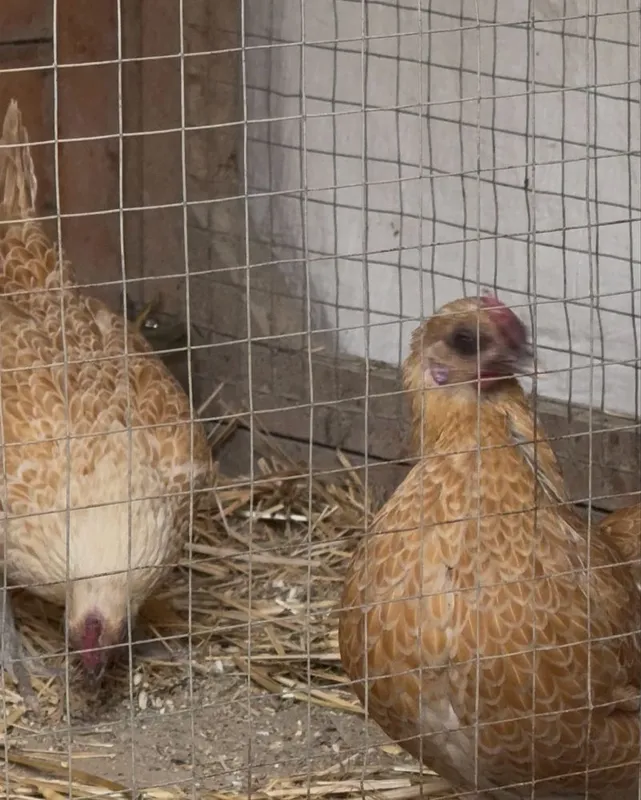 Sibirayt Shouma zotli tovuq tuximlari sotiladi — фото 3