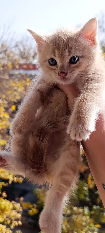 отдам даром котят 2