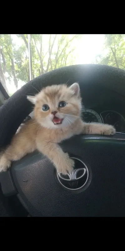 Продается котёнок — фото 1
