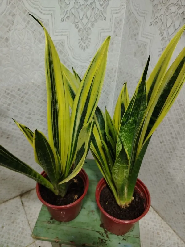 Продам цветы, Gullar sotiladi, Низкие цены — фото 6