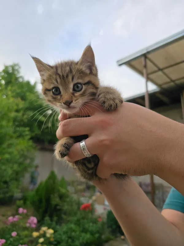Котята ищут семьи!