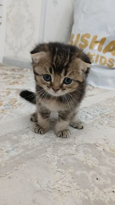 Кошка скотиш фолд