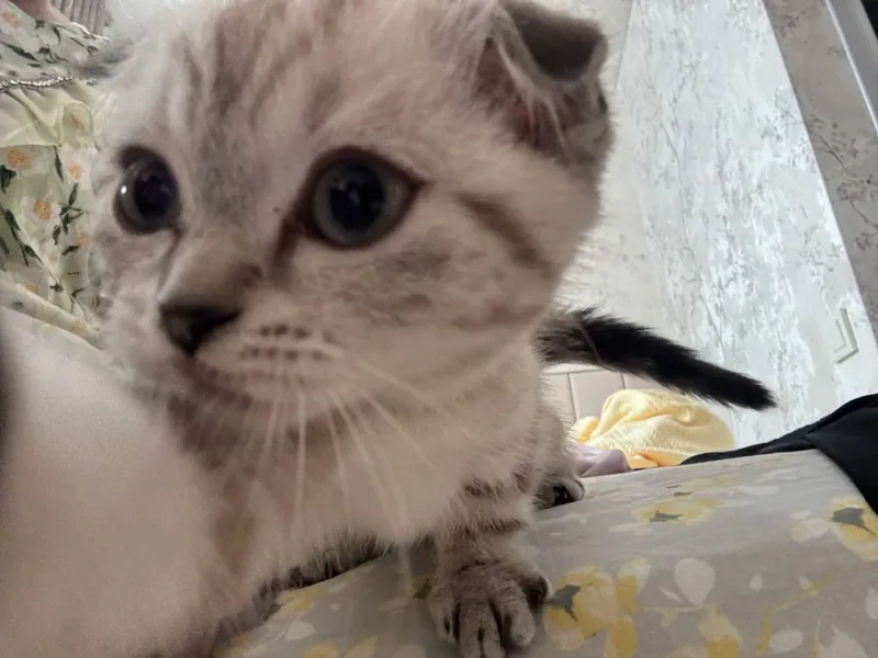 Продается Скоттиш Фолд 1