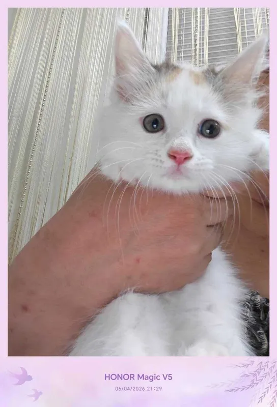 Котенок домашний, 4 месяца — фото 2
