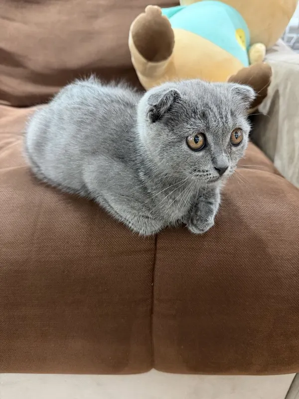 Котята пордистые скотиш фолд и скотиш страйт 1 Котята пордистые скотиш фолд и скотиш страйт 1