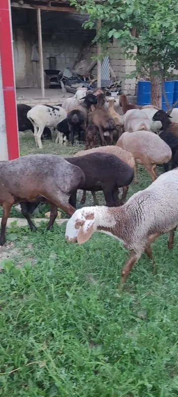 Sovluq qòylar sotiladi 3 Sovluq qòylar sotiladi 3