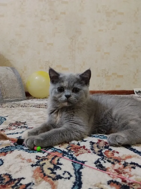 Короткошерстные британские котята