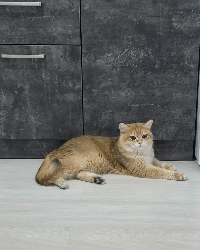 Британский скотиш страйт. 8 Британский скотиш страйт. 8