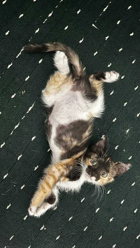 Отдаеться в хорошие руки котенок 2 месяца. Девочка 2 Отдаеться в хорошие руки котенок 2 месяца. Девочка 2