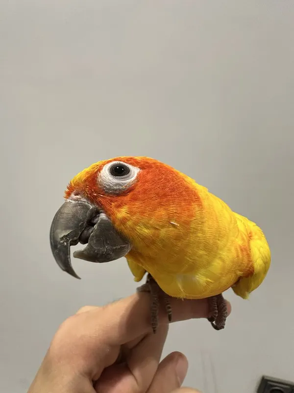 Sun conure солнечная аратинга 2 Sun conure солнечная аратинга 2
