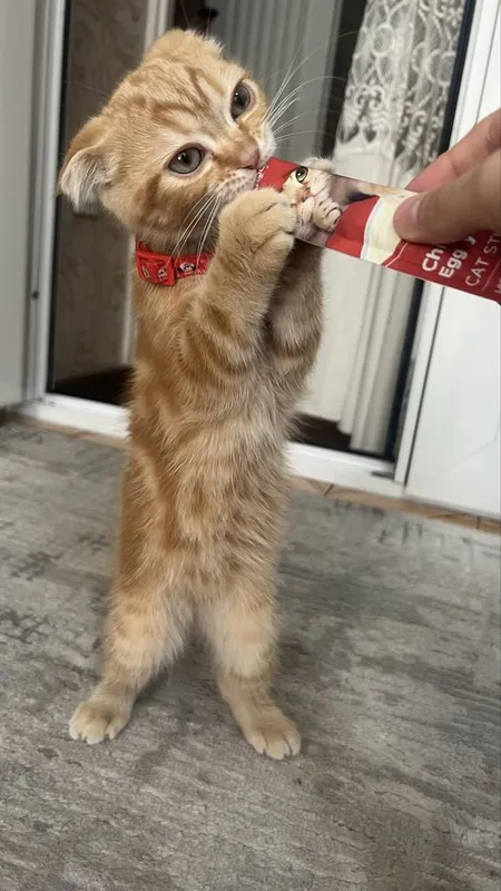 вислоухие Котята — фото 1