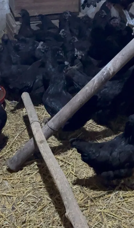 Ухаюль, ухейилюй товук хорозла — фото 3