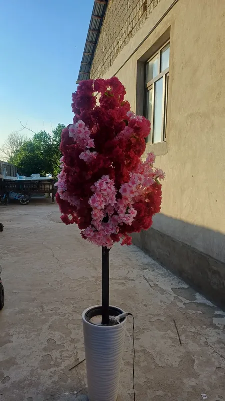 Sakura darahti sotiladi
