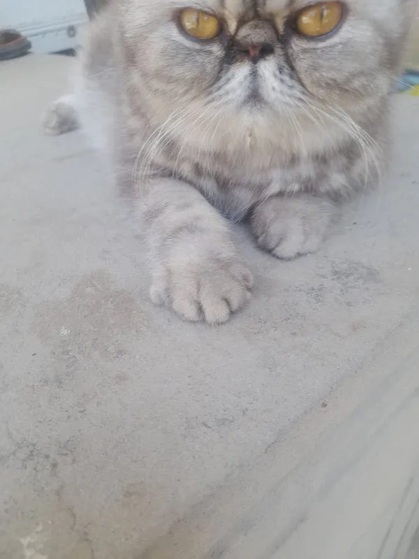 Кошка персинское — фото 5