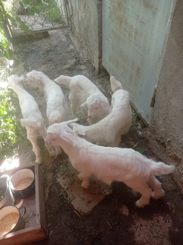 Продам козочек и козлёнка — фото 3