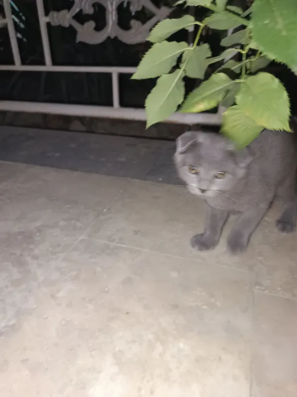 продается котенок вислоухий от правильной вязки 1