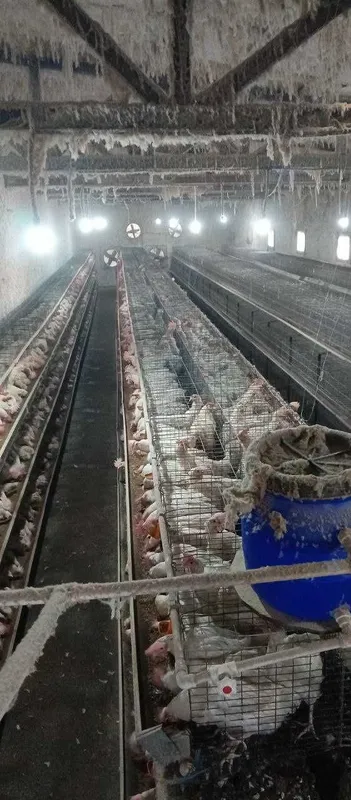 Loman sendi tovuqlar sotiladi — фото 2