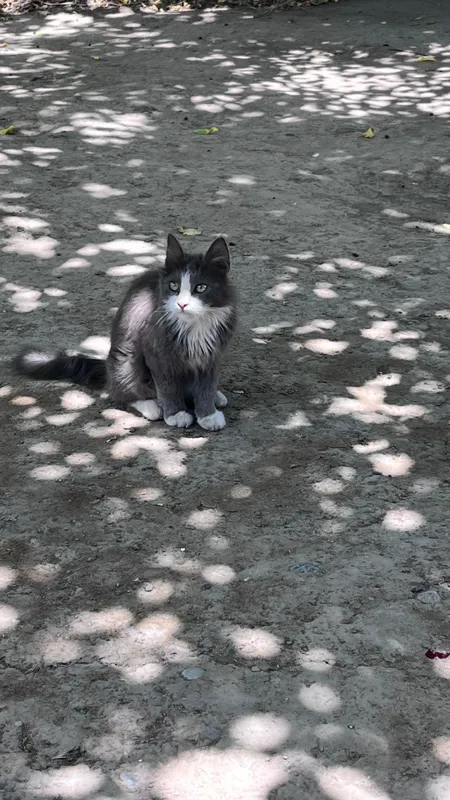 Продам Сибирского кота — фото 1