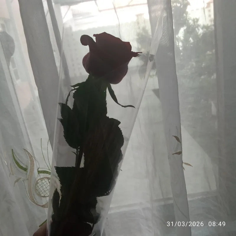 Красивый цветок🌷 2 Красивый цветок🌷 2