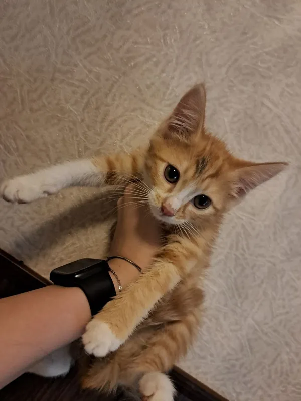 Котята 2 мес домашние к лотку приучены.г.Андижан Котята 2 мес домашние к лотку приучены.г.Андижан