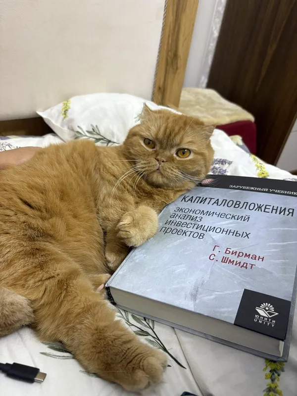 Борис 6,5 в добрые руки 3