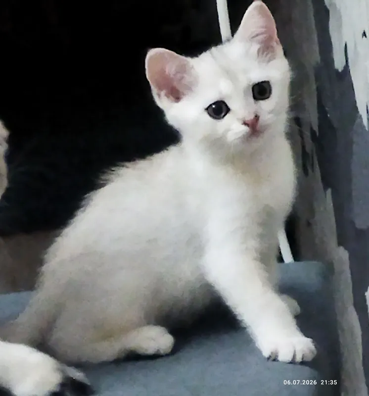 Ajoyib mushukchalar sotiladi, kumush chinchilla 3