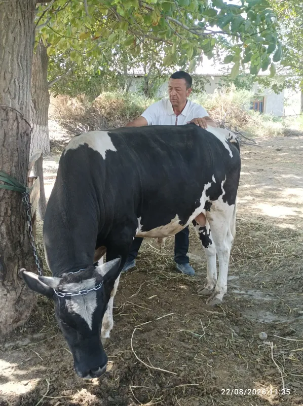 Navos sotiladi 3 yosh Farmontepada 3 Navos sotiladi 3 yosh Farmontepada 3