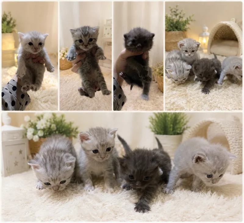 котики 1 котики 1
