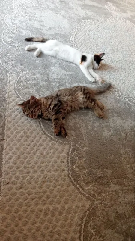 Aqlli va o‘ynoqi mushuk Aqlli va o‘ynoqi mushuk