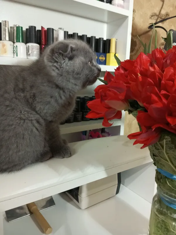 Скотиш Фолд.