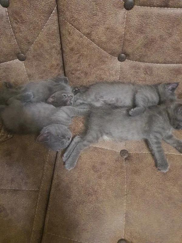 шотланские котята 2 шотланские котята 2