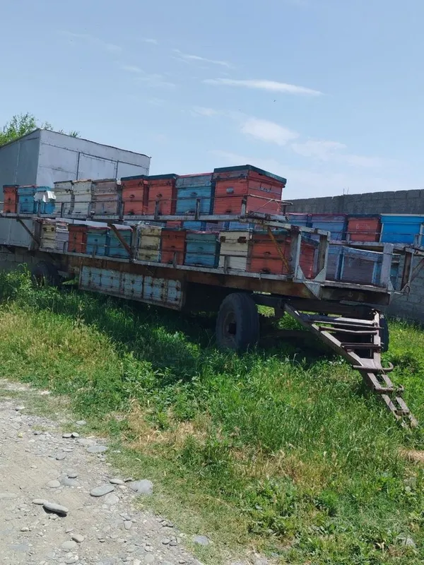 Asal ari tlechka 1