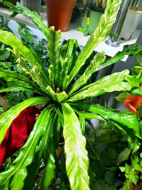 Asplenium Nidus Var 3