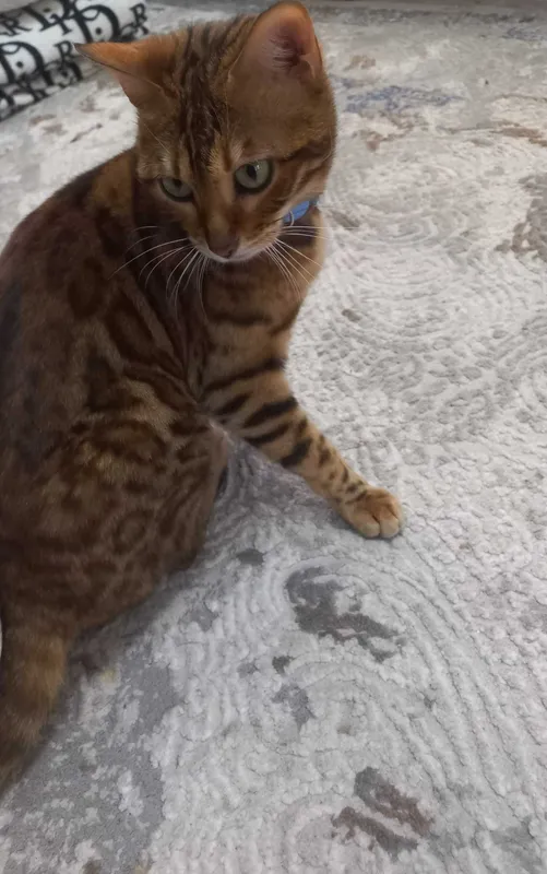 Bengal mushuk sotiladi