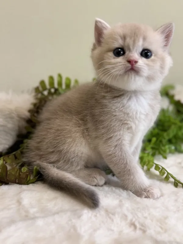 Продаются срочно британские котята — фото 1