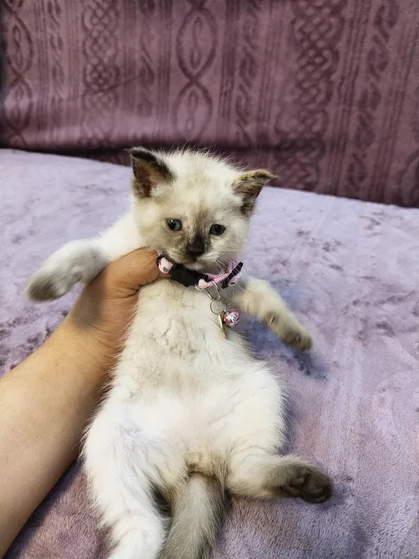 Mushuk