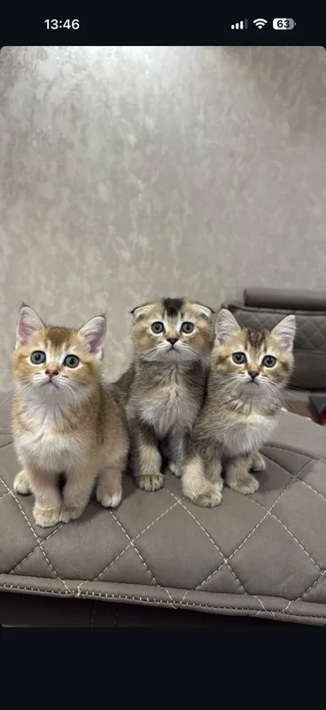 Scottish fold mushukchalar 4