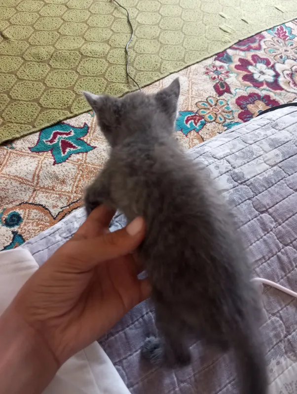 Котёнок 100 тысяч, серый, отлучён от молока, Фергана Кувасай 1 Котёнок 100 тысяч, серый, отлучён от молока, Фергана Кувасай 1
