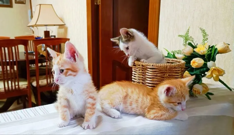 Отдаем котят чистенькие 4 Отдаем котят чистенькие 4