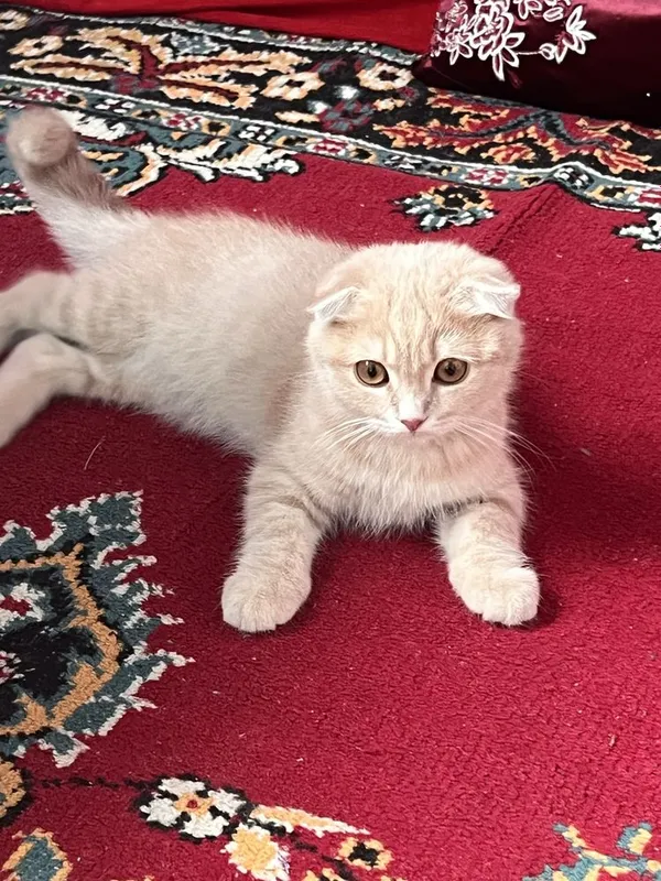 Mushuk sotiladii 1